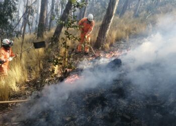 En menos de 10 días, el bosquecillo de Pura Pura sufre otro incendio