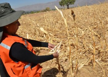 La sequía y el calor provocan pérdidas de cultivos en siete departamentos