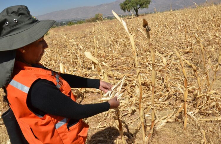 La sequía y el calor provocan pérdidas de cultivos en siete departamentos
