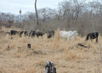 CAO afirma que sequías en el país afectan severamente a la producción agrícola