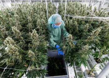 El cannabis alemán, impaciente por crecer.