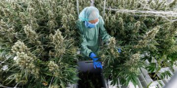 El cannabis alemán, impaciente por crecer.