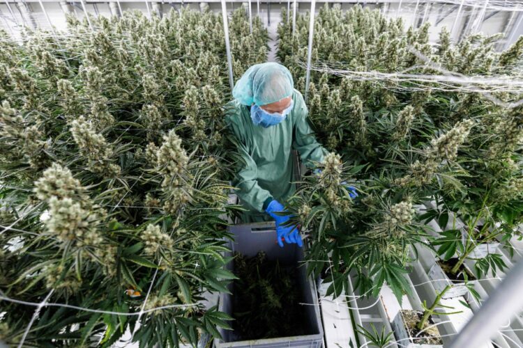 El cannabis alemán, impaciente por crecer.
