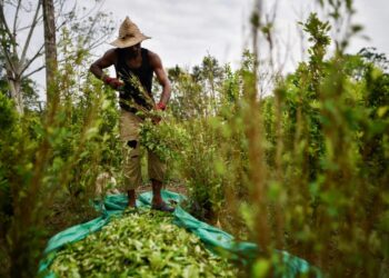 Colombia dejará de perseguir a pequeños cultivadores de coca.