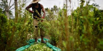 Colombia dejará de perseguir a pequeños cultivadores de coca.