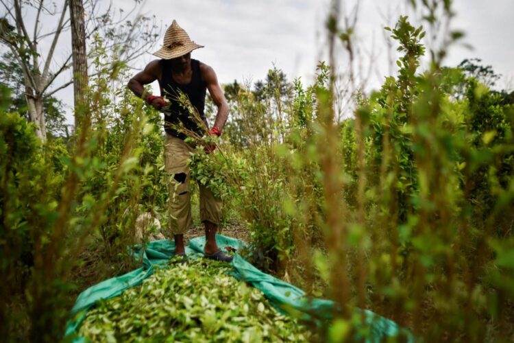 Colombia dejará de perseguir a pequeños cultivadores de coca.