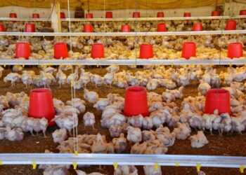 Las granjas de pollos solo cuentan con alimento para tres días más. Foto: Archivo