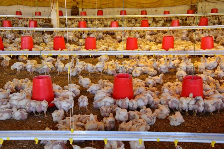 Las granjas de pollos solo cuentan con alimento para tres días más. Foto: Archivo