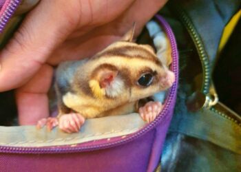 Pofoma rescata 29 animales silvestres antes de ser comercializados
