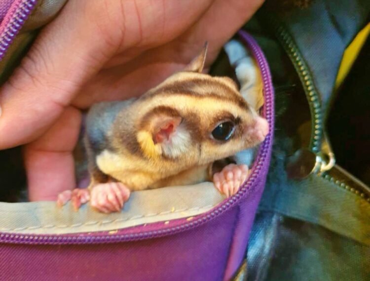 Pofoma rescata 29 animales silvestres antes de ser comercializados