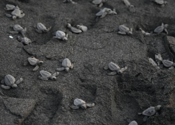 Un grupo de tortugas (animales mudos) en la playa de Sipacate, unos 135 kilómetgros al sur de la Ciudad de Guatemala, el 19 de octubre de 2022. Foto: AFP.