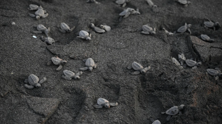 Un grupo de tortugas (animales mudos) en la playa de Sipacate, unos 135 kilómetgros al sur de la Ciudad de Guatemala, el 19 de octubre de 2022. Foto: AFP.