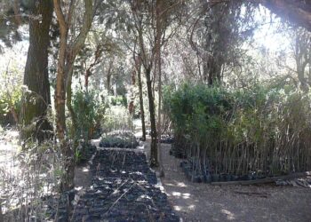 El Alto se desafía a crear un cinturón verde ecológico