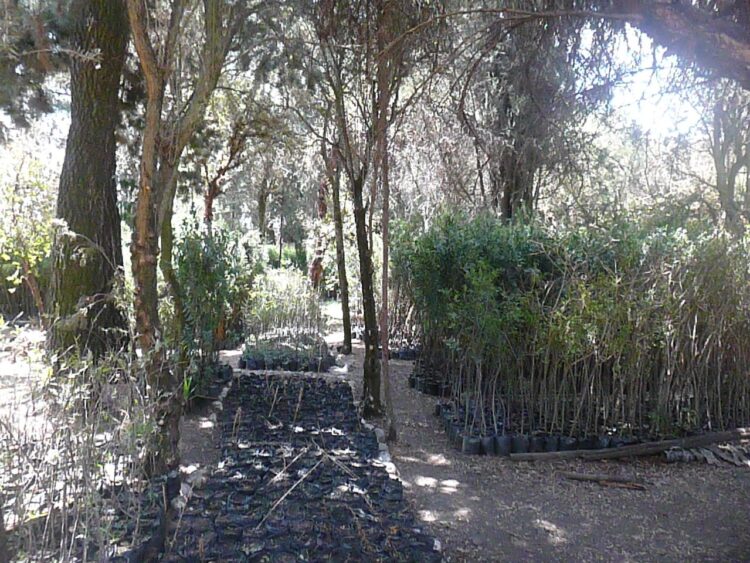 El Alto se desafía a crear un cinturón verde ecológico
