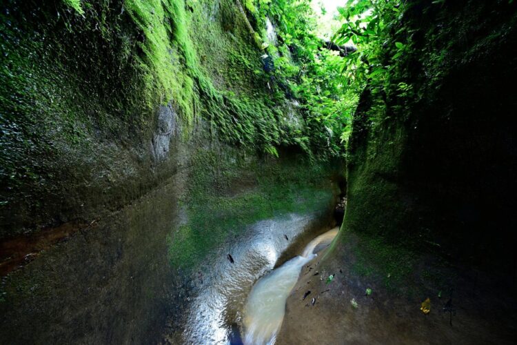 Imagen referencial del Parque Nacional Madidi. Foto: Archivo