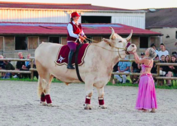Aston, el toro francés que participa en un festival. Foto: AFP.