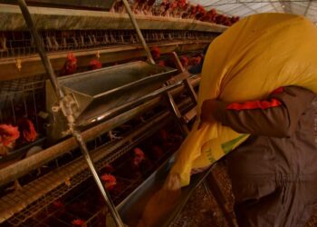 Gobierno garantiza hasta abril provisión de maíz para evitar escasez de carne de pollo