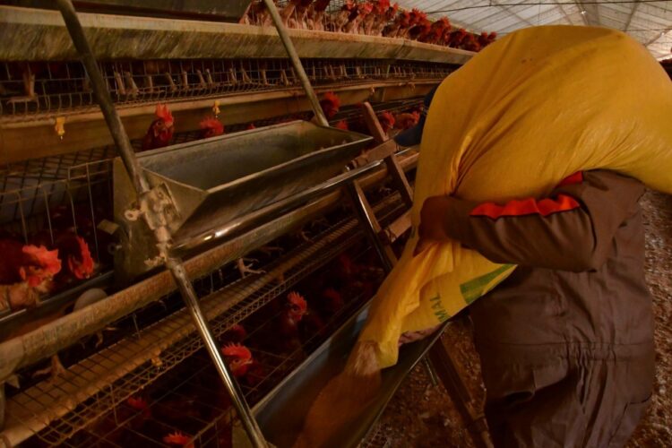 Gobierno garantiza hasta abril provisión de maíz para evitar escasez de carne de pollo