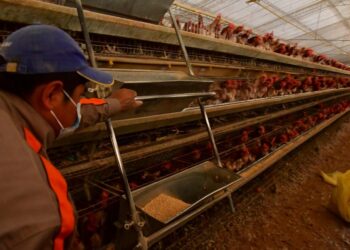 Avicultores piden reunión con el Gobierno para dar estabilidad a la producción de pollo