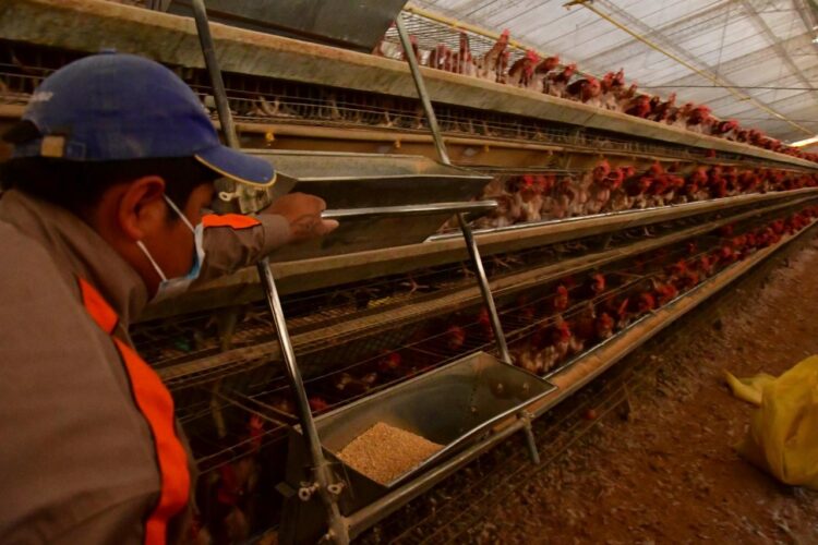 Avicultores piden reunión con el Gobierno para dar estabilidad a la producción de pollo