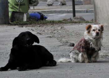 Los perros son vulnerables de adquirir el virus y proliferarlo. Foto: Archivo LR