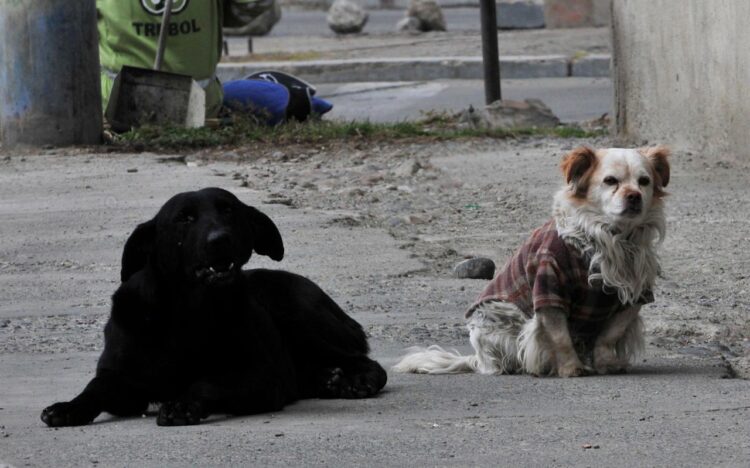 Los perros son vulnerables de adquirir el virus y proliferarlo. Foto: Archivo LR