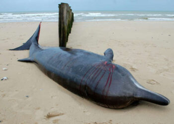 Una ballena zifia permanece varada en la playa de Sangatte, en el norte de Francia, con una herida en la cabeza, el 7 de noviembre de 2022. Foto: AFP.