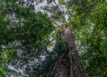 Científicos llegan en Brasil al árbol más alto de la Amazonía