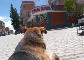 Imagen referencial. Dos perros fueron hallados muertos en la UPEA, sopechan posible caso de biocidio. Foto: Archivo