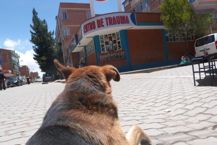 Imagen referencial. Dos perros fueron hallados muertos en la UPEA, sopechan posible caso de biocidio. Foto: Archivo