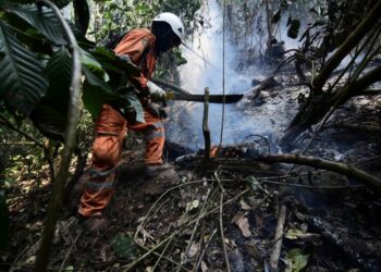 Bomberos bolivianos y peruanos sofocan los incendios en los Yungas y Palos Blancos. Foto: APG