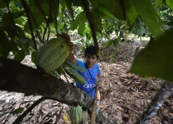 Los productores de frutos amazónicos y orgánicos reciben el apoyo de $us 450.000