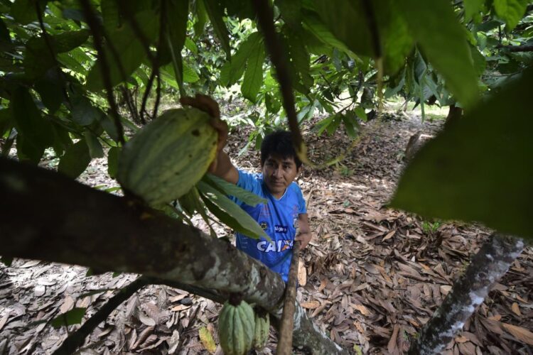 Los productores de frutos amazónicos y orgánicos reciben el apoyo de $us 450.000