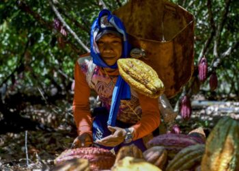 William Rodríguez lanza una fruta de cacao en una plantación de cacao en Guerima, Colombia, el 2 de diciembre de 2022. Foto: AFP.