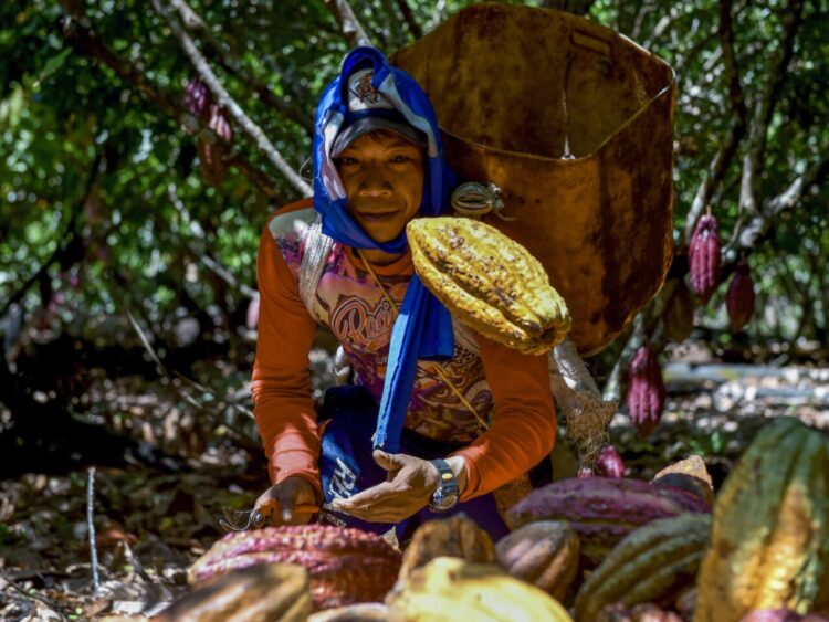 William Rodríguez lanza una fruta de cacao en una plantación de cacao en Guerima, Colombia, el 2 de diciembre de 2022. Foto: AFP.