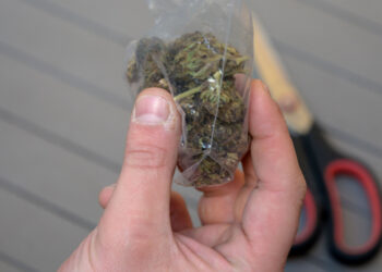 Uruguay frena el narcotráfico de cannabis pero la compra ilegal sigue siendo mayoritaria