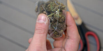 Uruguay frena el narcotráfico de cannabis pero la compra ilegal sigue siendo mayoritaria
