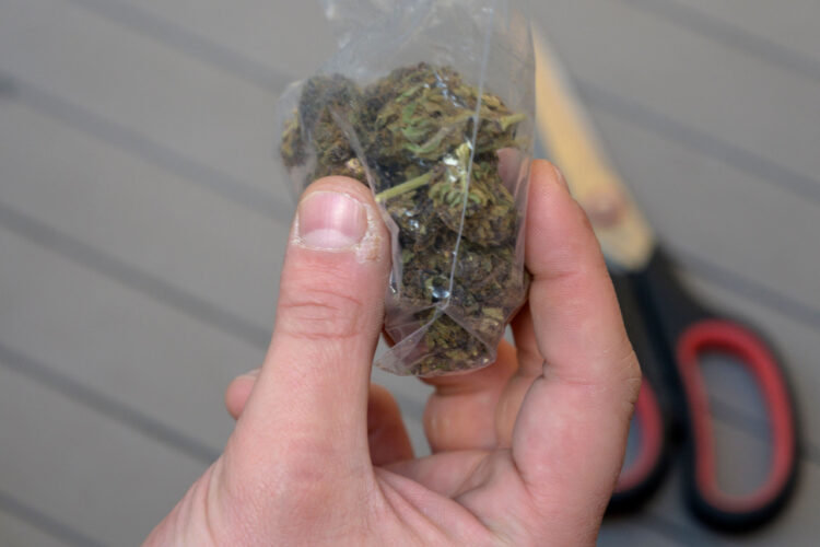 Uruguay frena el narcotráfico de cannabis pero la compra ilegal sigue siendo mayoritaria