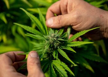 Dos canadienses arrestados por dar caramelos de cannabis en Halloween