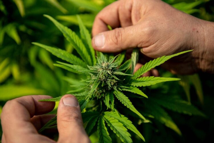 Dos canadienses arrestados por dar caramelos de cannabis en Halloween