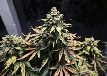 Plantas de cannabis son cultivadas en el dispensario The Dispensary by Taratera, de Bangkok, el 8 de diciembre de 2022. Foto: AFP.
