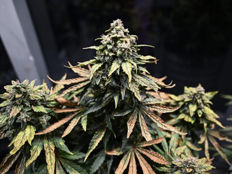 Plantas de cannabis son cultivadas en el dispensario The Dispensary by Taratera, de Bangkok, el 8 de diciembre de 2022. Foto: AFP.