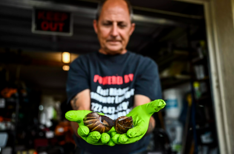 Alerta en Venezuela por ‘peste’ de caracol africano gigante