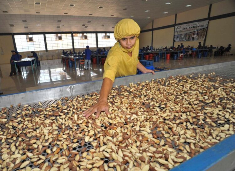 El valor de las exportaciones de castaña crece en 30,6% y su principal mercado es Países Bajos