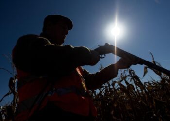 La caza furtiva diezmó la población de rinocerontes en los últimos años. Foto: AFP
