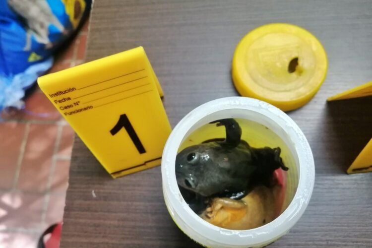 Animal rescatado de la feria. Foto: POFOMA