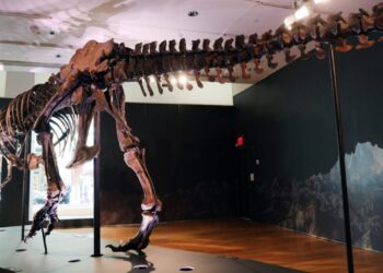 Un esqueleto de Tyrannosaurus rex, expuesto en la casa de subastas Christie's en Nueva York el 17 de septiembre de 2020. Foto: AFP.