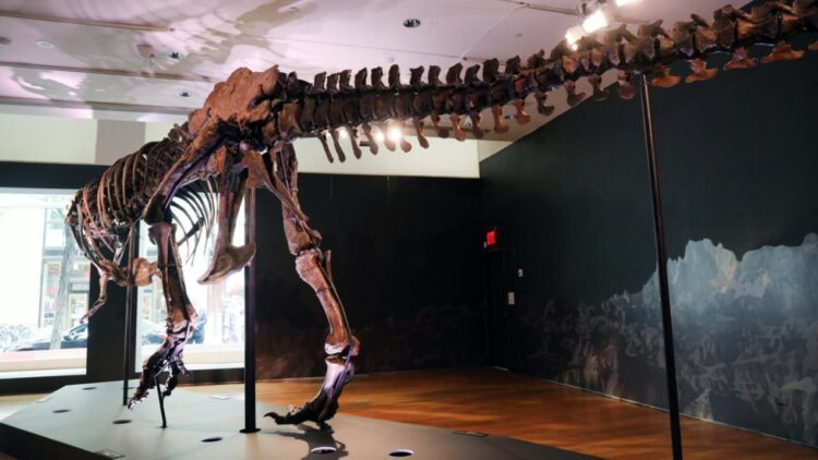 Un esqueleto de Tyrannosaurus rex, expuesto en la casa de subastas Christie's en Nueva York el 17 de septiembre de 2020. Foto: AFP.