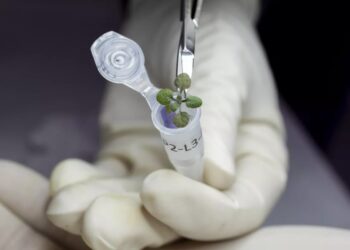 Científicos australianos quieren cultivar plantas en la Luna en 2025