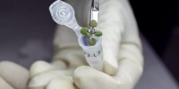 Científicos australianos quieren cultivar plantas en la Luna en 2025